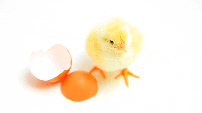 Chick